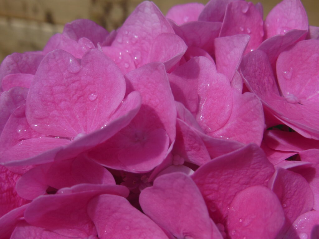 Fleurs d'hortensia rose en gros plans avec pétales aspects veloutés et perles de rosée